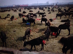25万匹の動物の首はねる「断頭祭」中止に ネパール・血の奇祭に国際圧力も