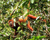 「大声だす男性ほど性器小さい可能性、ケンブリッジ大研究で判明 声にエネルギーを過剰消費」の画像2