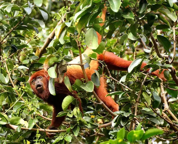 「大声だす男性ほど性器小さい可能性、ケンブリッジ大研究で判明 声にエネルギーを過剰消費」の画像