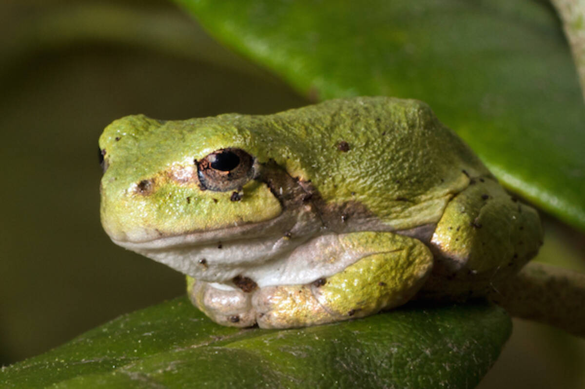 カエルジュースがペルーで大流行 生きたカエル使った健康ドリンクに賛否両論 14年11月25日 エキサイトニュース