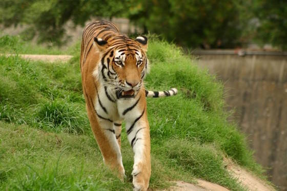 動物園に不法侵入した男 虎のオリに落ち噛まれ死亡 入場料をケチり大きな悲劇へ 17年2月1日 エキサイトニュース