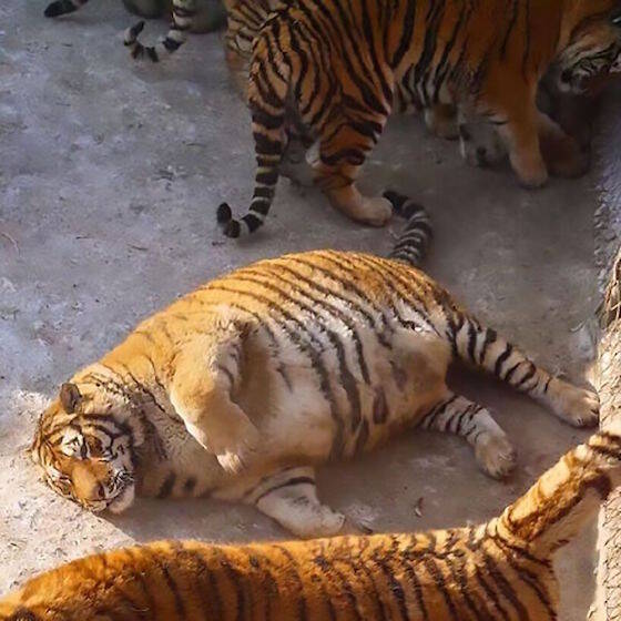 デブすぎる虎たちの写真 海外で大きな話題 中国の動物園で激太りタイガー続出の意外な理由とは 17年2月8日 エキサイトニュース