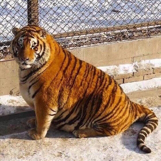 デブすぎる虎たちの写真 海外で大きな話題 中国の動物園で激太りタイガー続出の意外な理由とは 17年2月8日 エキサイトニュース