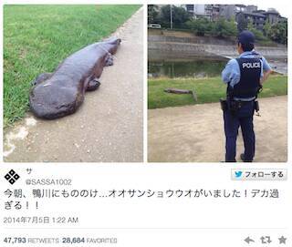 鴨川のオオサンショウウオ食べたらこんな味 肉はスッポン フグな味で超うまい 2014年7月7日 エキサイトニュース