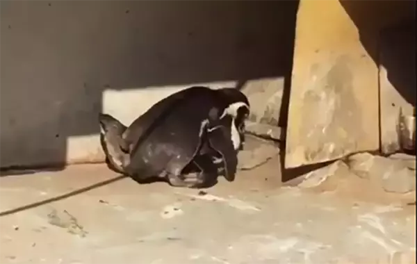 不倫中のペンギン、妻や他のペンギンに見つかりボコボコに イチャイチャ姿みつかり大惨事の動画、大きな話題に