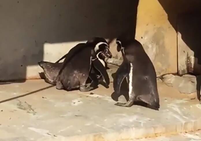 不倫中のペンギン、妻や他のペンギンに見つかりボコボコに イチャイチャ姿みつかり大惨事の動画、大きな話題に