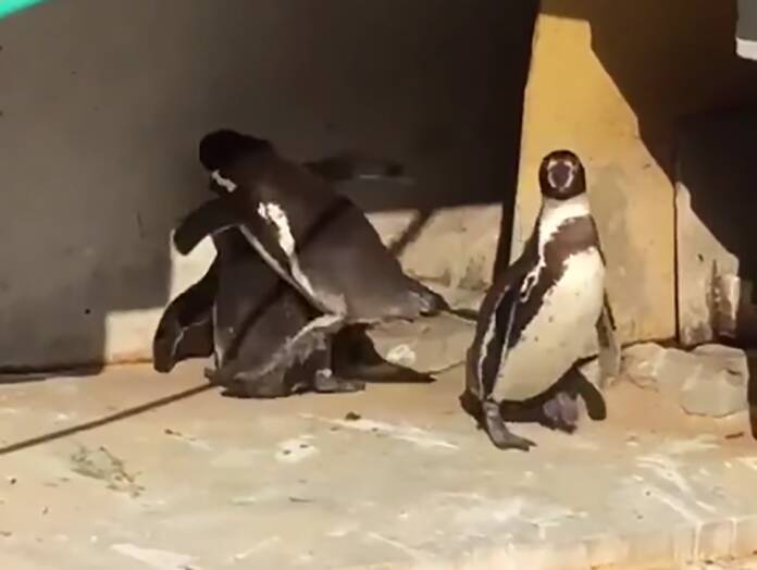 不倫中のペンギン、妻や他のペンギンに見つかりボコボコに イチャイチャ姿みつかり大惨事の動画、大きな話題に