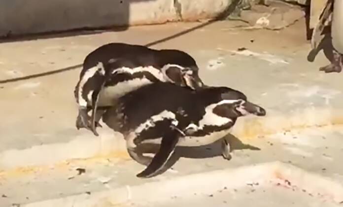 不倫中のペンギン、妻や他のペンギンに見つかりボコボコに イチャイチャ姿みつかり大惨事の動画、大きな話題に