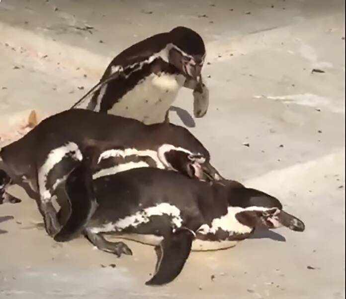 不倫中のペンギン、妻や他のペンギンに見つかりボコボコに イチャイチャ姿みつかり大惨事の動画、大きな話題に