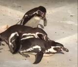 「不倫中のペンギン、妻や他のペンギンに見つかりボコボコに イチャイチャ姿みつかり大惨事の動画、大きな話題に」の画像5