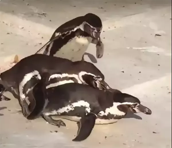 「不倫中のペンギン、妻や他のペンギンに見つかりボコボコに イチャイチャ姿みつかり大惨事の動画、大きな話題に」の画像