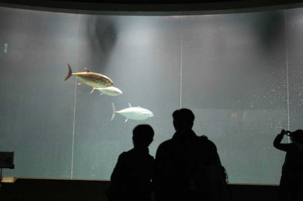 マグロ大量死の水族館で マグロ食べて応援 マグロ使ったカツカレー カツ丼 竜田揚げが人気 15年1月21日 エキサイトニュース