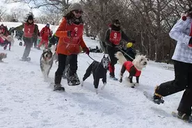 マウントジーンズ那須 犬と飼い主がゲレンデを走るスノードッグトレイルランレース大会が開催 19年2月日 エキサイトニュース