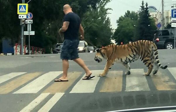 おそロシア 町中で虎を散歩させる男性に 大パニック 首輪つけてまるで犬のような写真が衝撃的 17年9月6日 エキサイトニュース