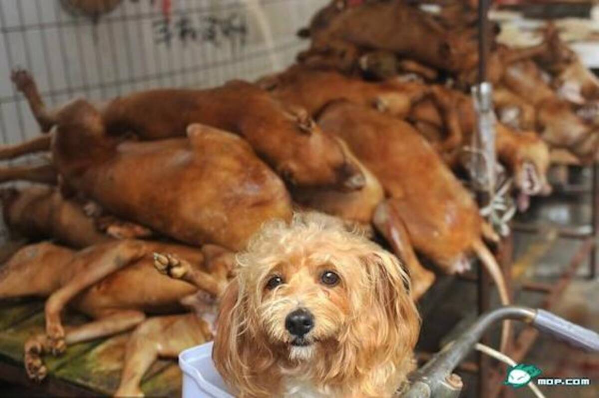 中国犬肉祭りで1万頭の犬が鍋にされる 愛犬家が中国全土から集結 13年12月15日 エキサイトニュース