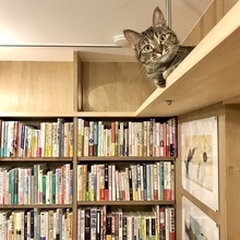 漢字一文字でも出てくれば「猫本」。専門店が選ぶ、猫好きに読んでほしい「お金の本」