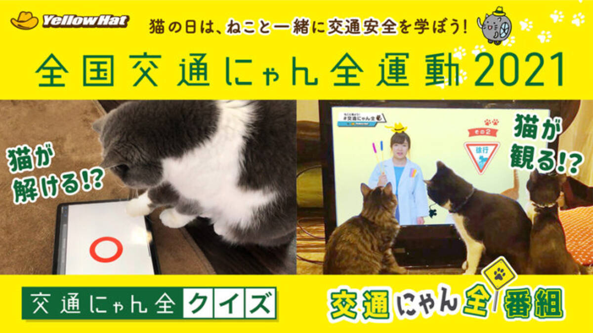 猫が肉球タッチでスマホを操作し交通安全学ぶ イエローハット 全国交通にゃん全運動 キャンペーン 21年2月17日 エキサイトニュース