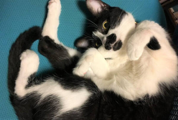 人気漫画家 赤根晴の愛猫にププッ いたずらっ子のひびきちゃんがかわいい 21年3月24日 エキサイトニュース