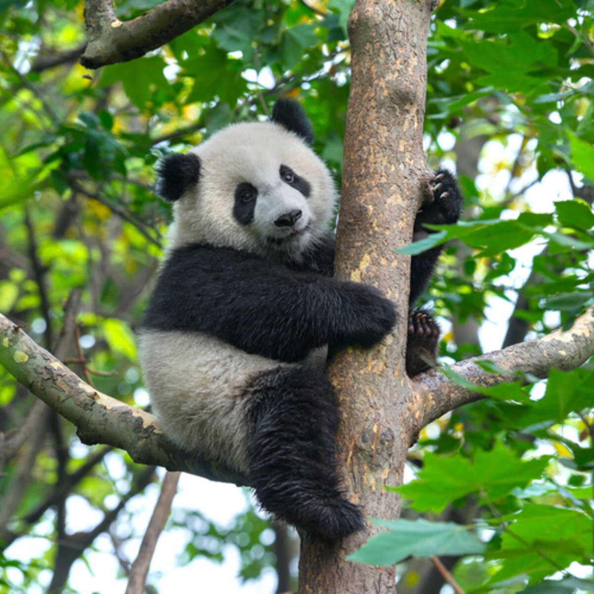 パンダが絶滅危惧種から外れた というニュースは中国の陰謀 16年10月10日 エキサイトニュース