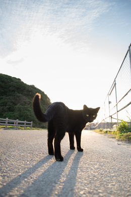 古くからの言い伝え ビワの木は縁起が悪い は本当 21年3月15日 エキサイトニュース