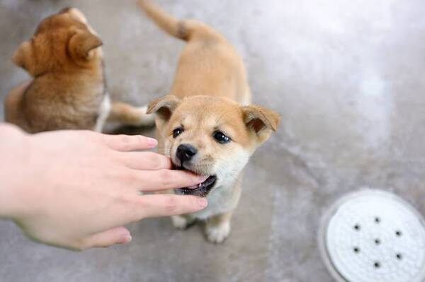 捨て犬の殺処分がなくならない 経済論理 17年9月29日 エキサイトニュース