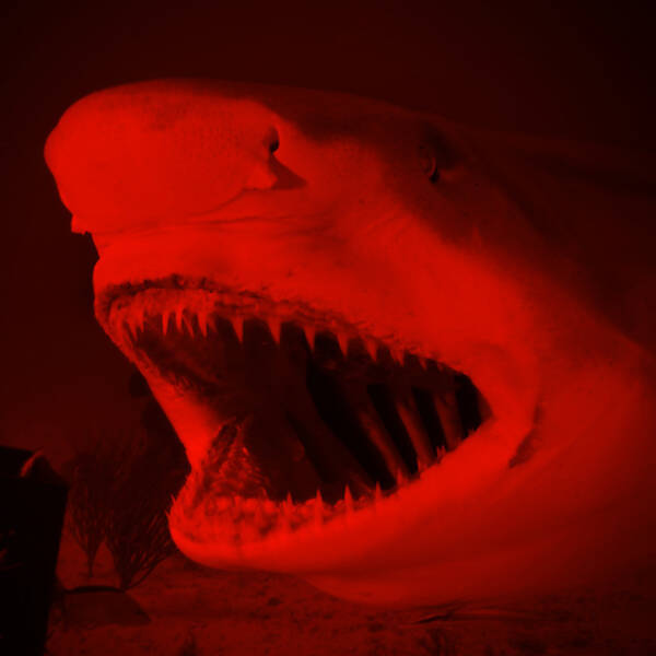 超ヤバい 最凶 チャレンジ動画 が遂に日本上陸 で震え 19年1月27日 エキサイトニュース