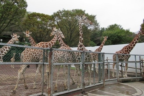 動物園の飼育係に聞いてみた どの動物の世話が最悪 回答いろいろ 17年2月7日 エキサイトニュース