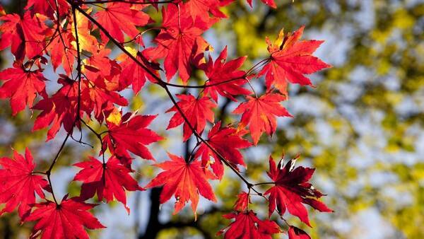 秋は紅葉の季節 でもなぜ秋になると葉っぱが赤くなるの 18年10月3日 エキサイトニュース