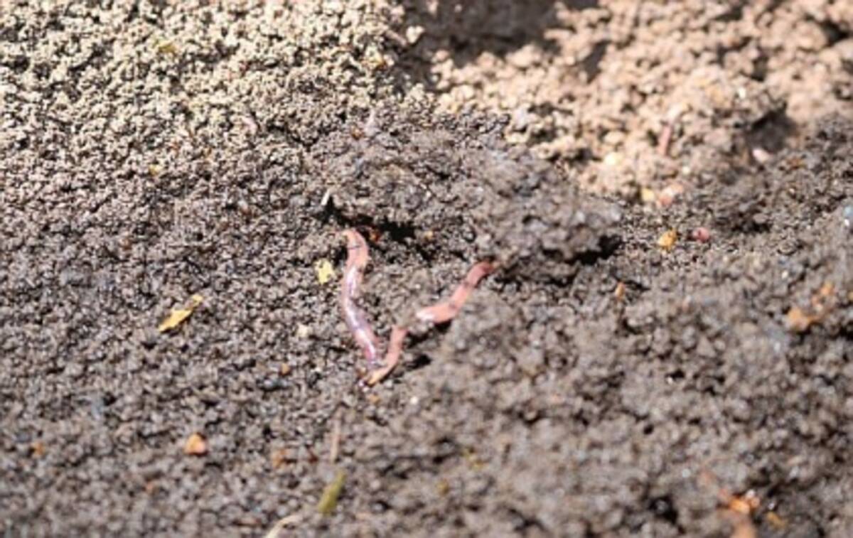 シゴトを知ろう ミミズによる廃棄物処理に関する職業 番外編 17年10月24日 エキサイトニュース