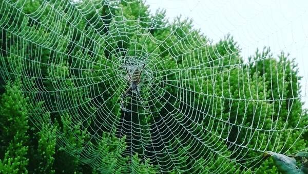 鉄よりも丈夫 蜘蛛の糸の活用方法とは 18年10月25日 エキサイトニュース