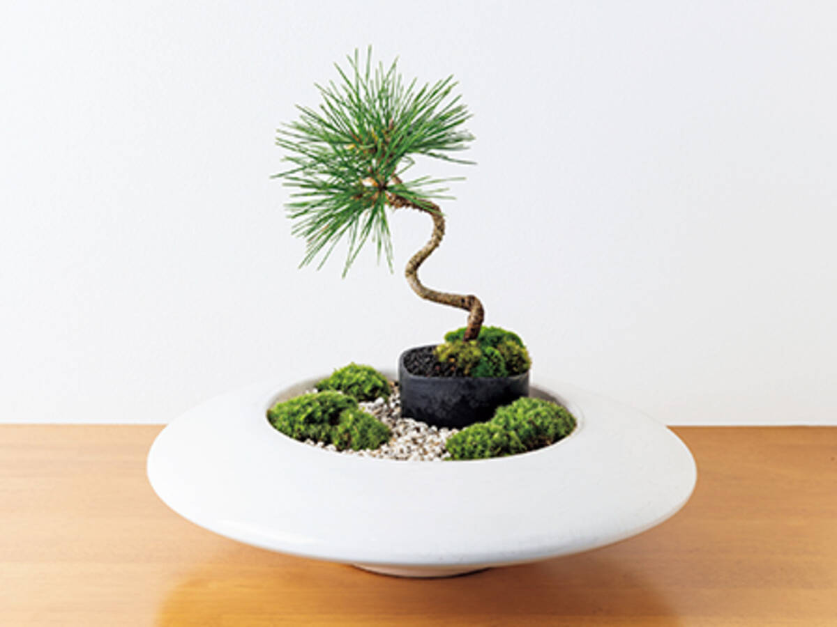 水切れで枯らしてしまった人にオススメ 盆栽でステキな箱庭を 22年2月13日 エキサイトニュース 水切れで枯らしてしまった人にオススメ 盆栽でステキな箱庭を 22年2月13日 エキサイトニュース
