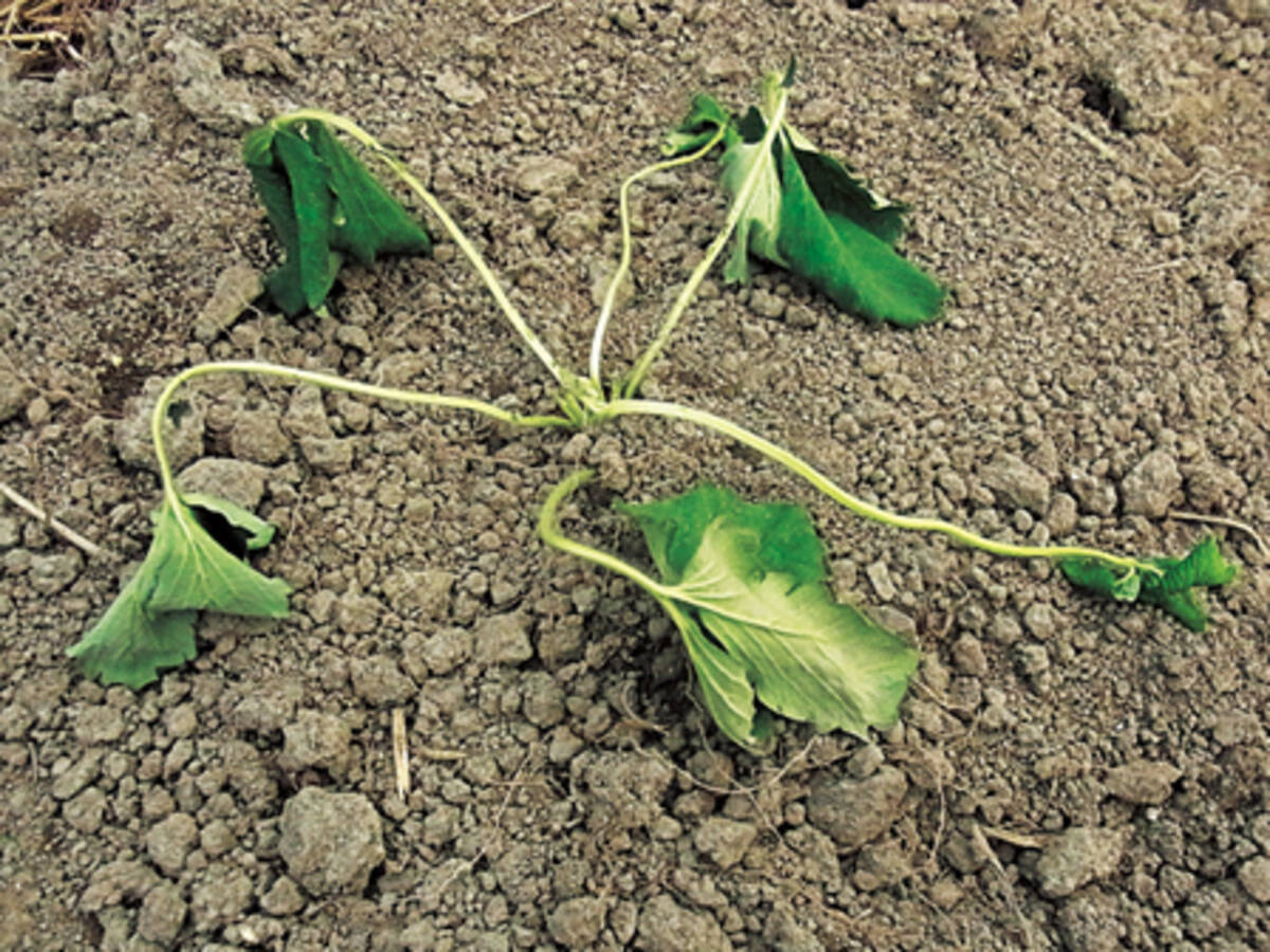 イチゴの葉が急にしおれて枯れてしまった なぜ 14年2月28日 エキサイトニュース イチゴの葉が急にしおれて枯れてしまった なぜ 14年2月28日 エキサイトニュース
