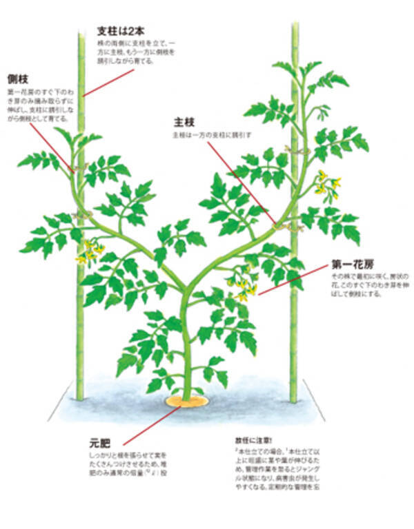 ミニトマトの収穫量を1 5倍にする2本仕立て 14年4月2日 エキサイトニュース