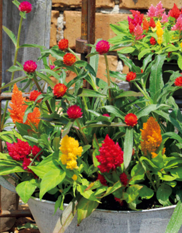 猛暑に強いケイトウとセンニチコウ 14年7月12日 エキサイトニュース