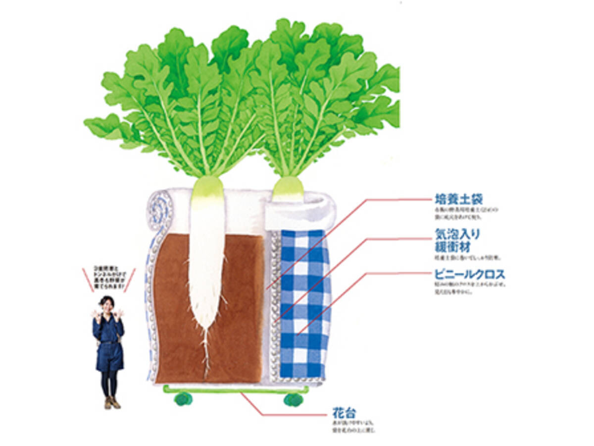培養土袋でダイコンを育ててみよう 14年12月21日 エキサイトニュース