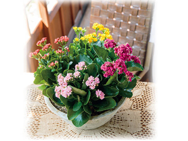 冬の室内を彩るカランコエの魅力 15年12月18日 エキサイトニュース 冬の室内を彩るカランコエの魅力 15年12月18日 エキサイトニュース