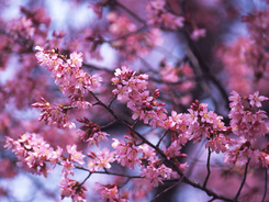 ケーシィ アーボ カビゴン あのポケモンの意外な名前の由来とは 16年1月25日 エキサイトニュース