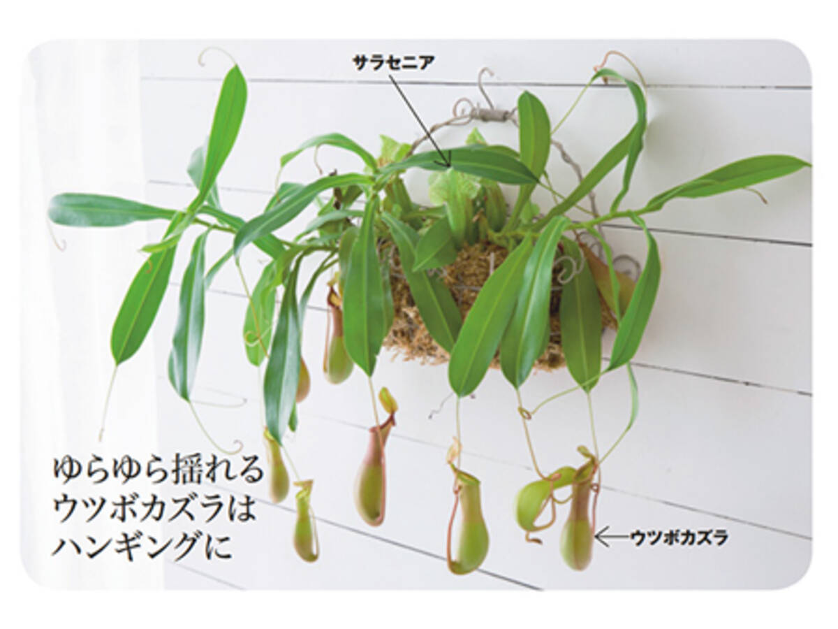 見ればハマる食虫植物 その不思議と魅力 16年7月27日 エキサイトニュース