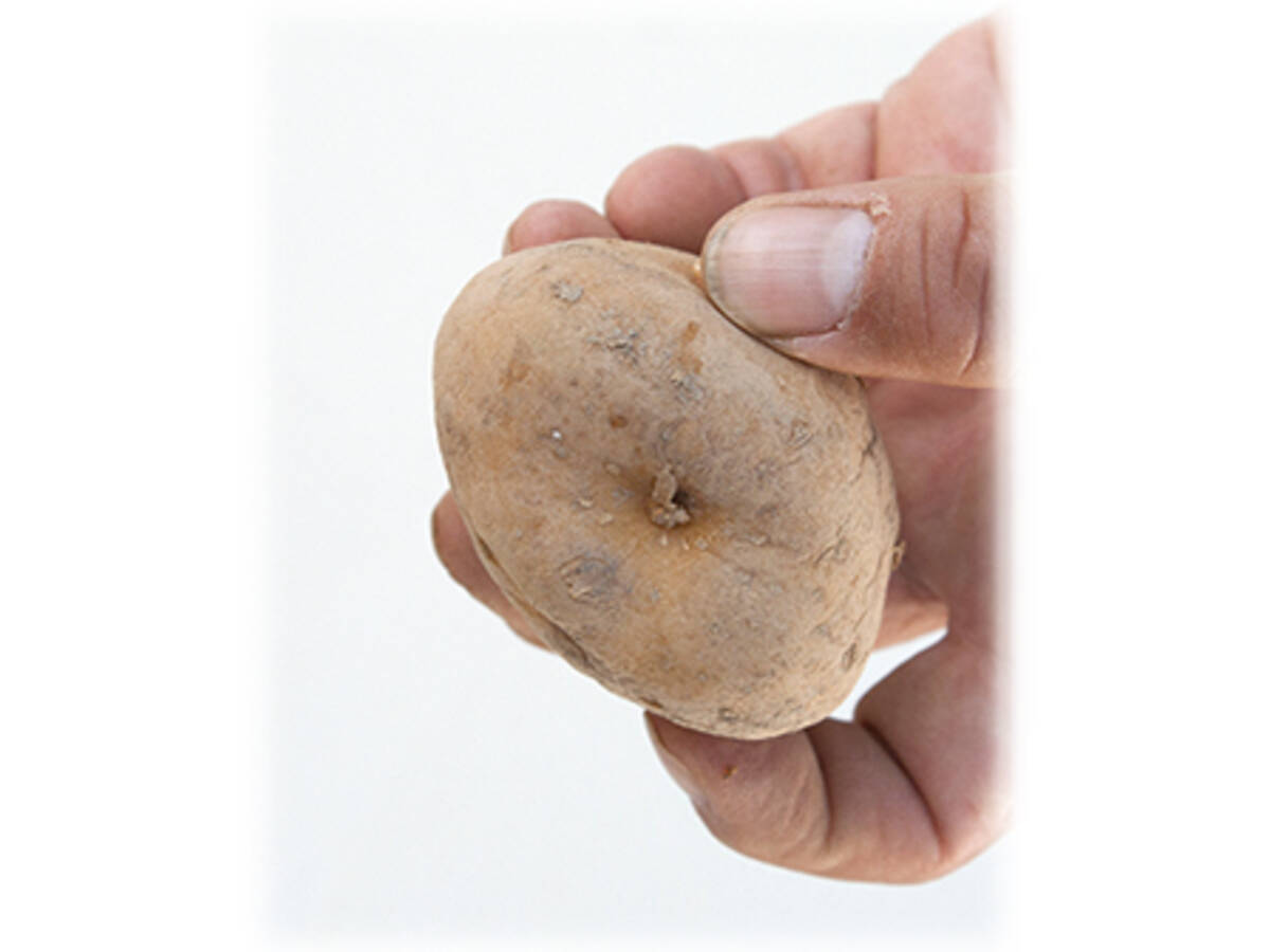 食べているところは茎 くぼみには法則が ジャガイモのヒミツ 17年4月7日 エキサイトニュース