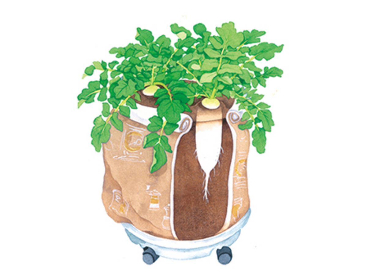 袋栽培で手軽にダイコン 17年4月13日 エキサイトニュース