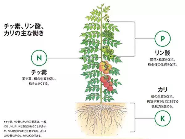 「肥料の三要素」チッ素、リン酸、カリの働きは？