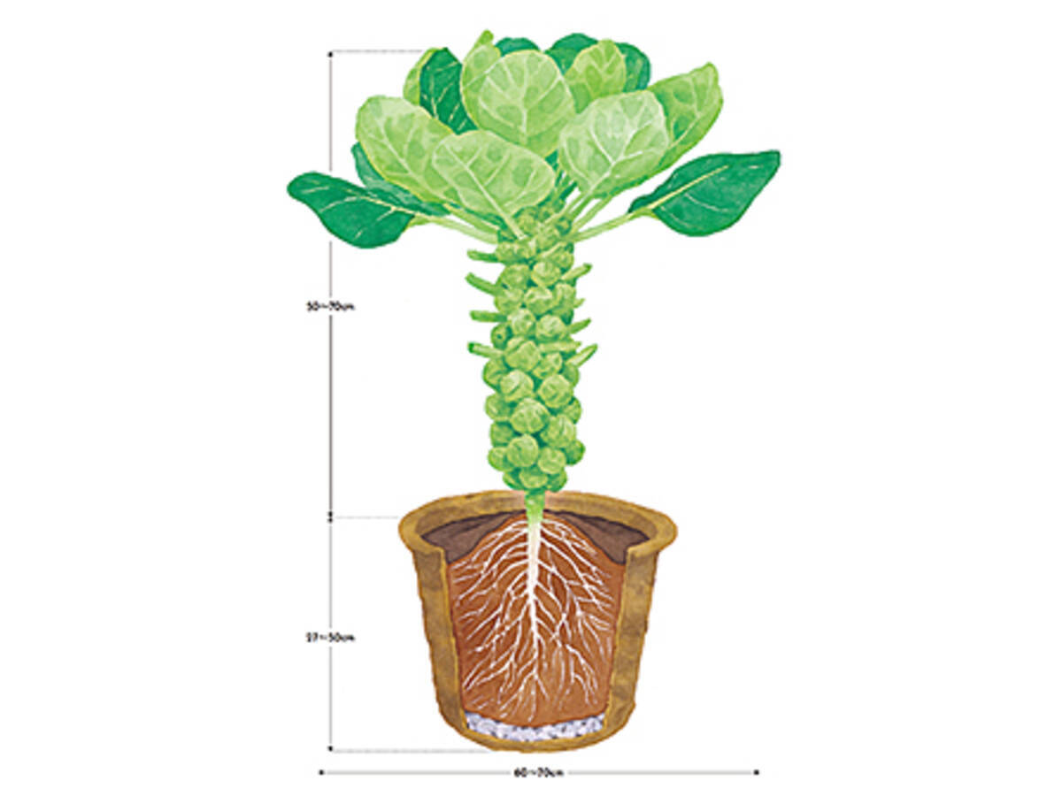 芽キャベツをプランターで育てよう 17年8月26日 エキサイトニュース