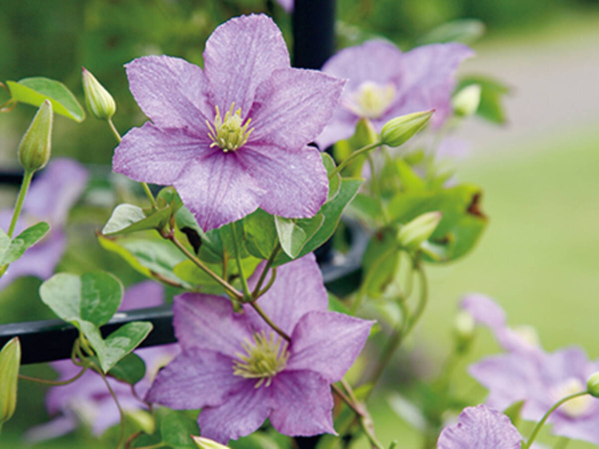 お手入れ簡単 新枝咲きのクレマチス おすすめ品種 18年5月4日 エキサイトニュース