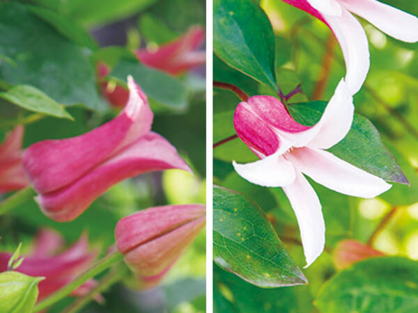 お手入れ簡単 新枝咲きのクレマチス おすすめ品種 18年5月4日 エキサイトニュース