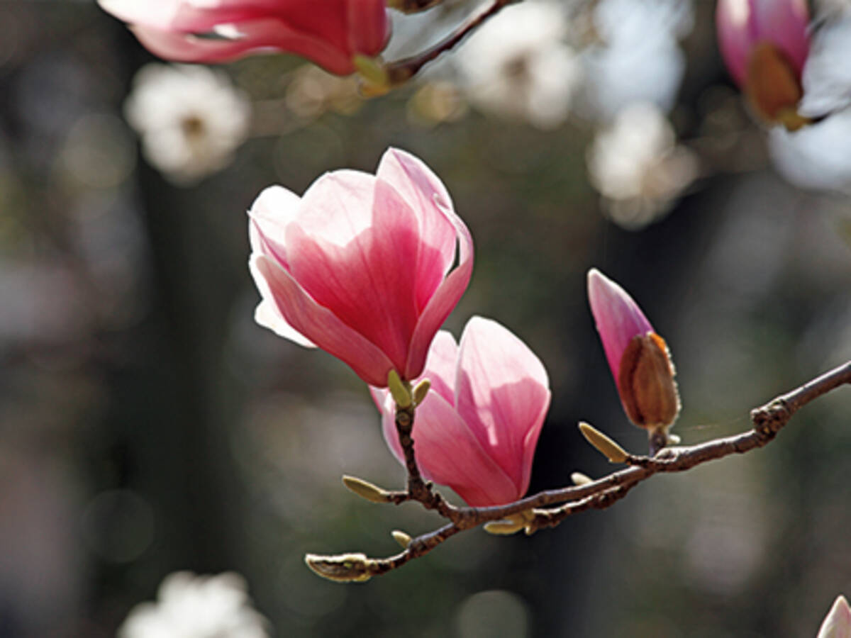 大鉢で魅力を引き出して 花木を鉢植えで楽しむ 19年3月13日 エキサイトニュース