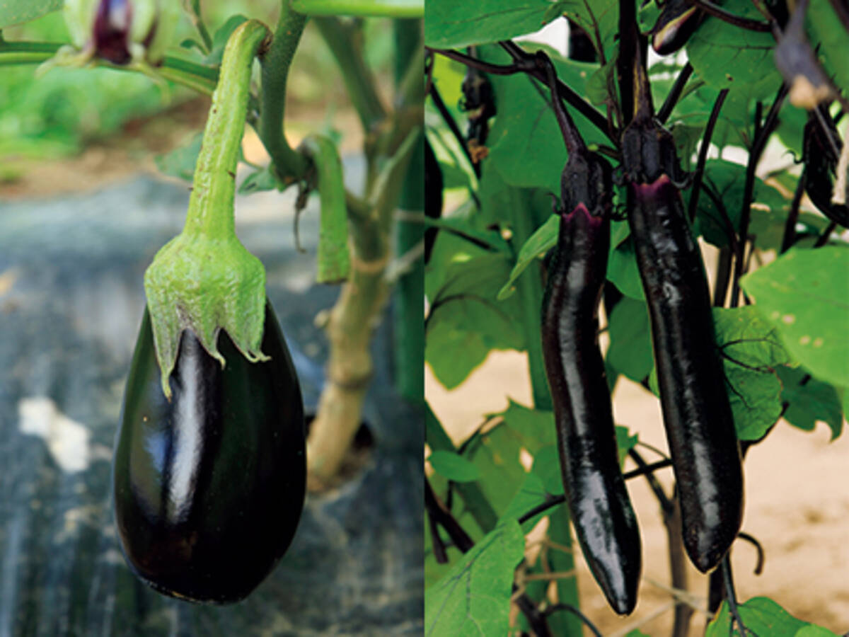 長ナス 米ナス 育て方のポイント 19年4月22日 エキサイトニュース 長ナス 米ナス 育て方のポイント 19年4月22日 エキサイトニュース