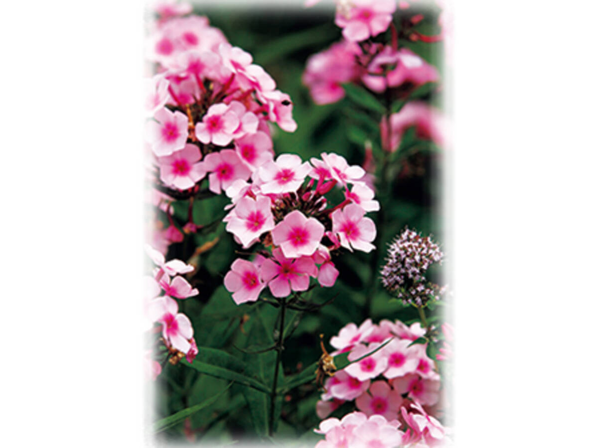 夏花壇の救世主 暑さに強い宿根フロックス 19年7月14日 エキサイトニュース