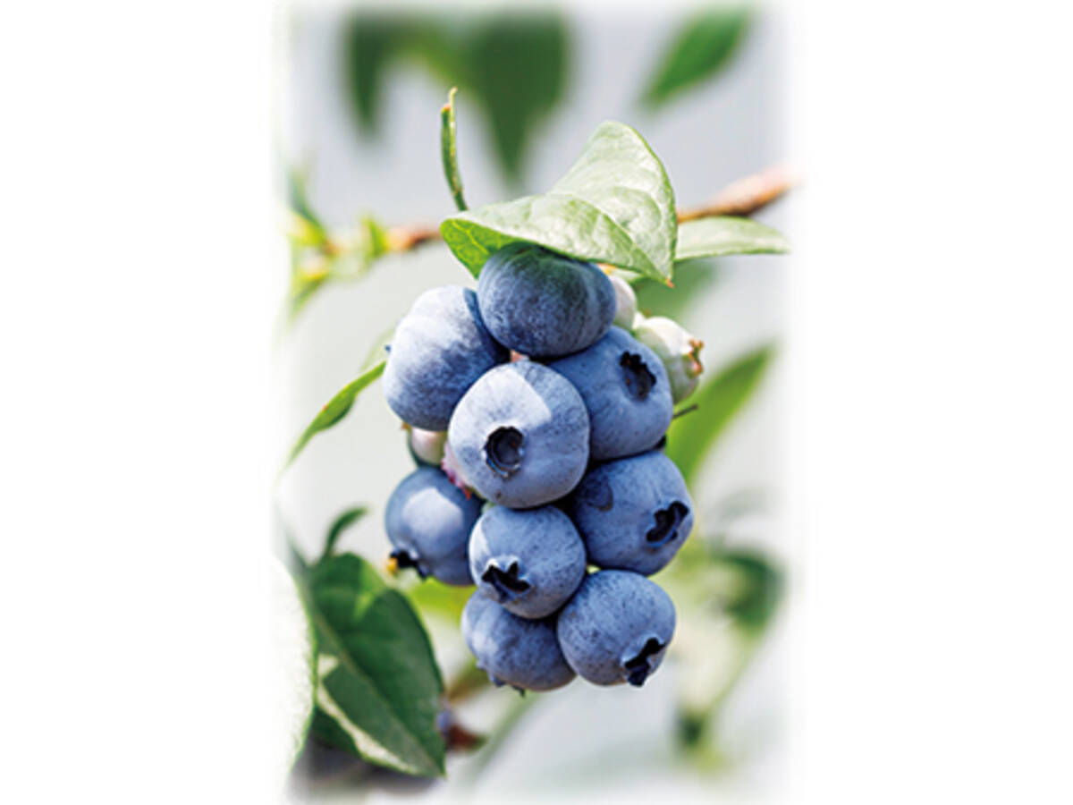 はじめてのブルーベリー栽培 どんな苗木を選ぶべき 19年7月16日 エキサイトニュース