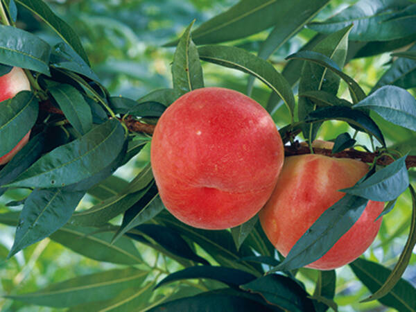 自宅の鉢でモモが育てられるって本当 実は初心者でも栽培できるんです 19年9月7日 エキサイトニュース