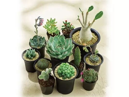 多肉植物を大きく育てる3つのポイント 18年8月14日 エキサイトニュース 多肉植物を大きく育てる3つのポイント 18年8月14日 エキサイトニュース